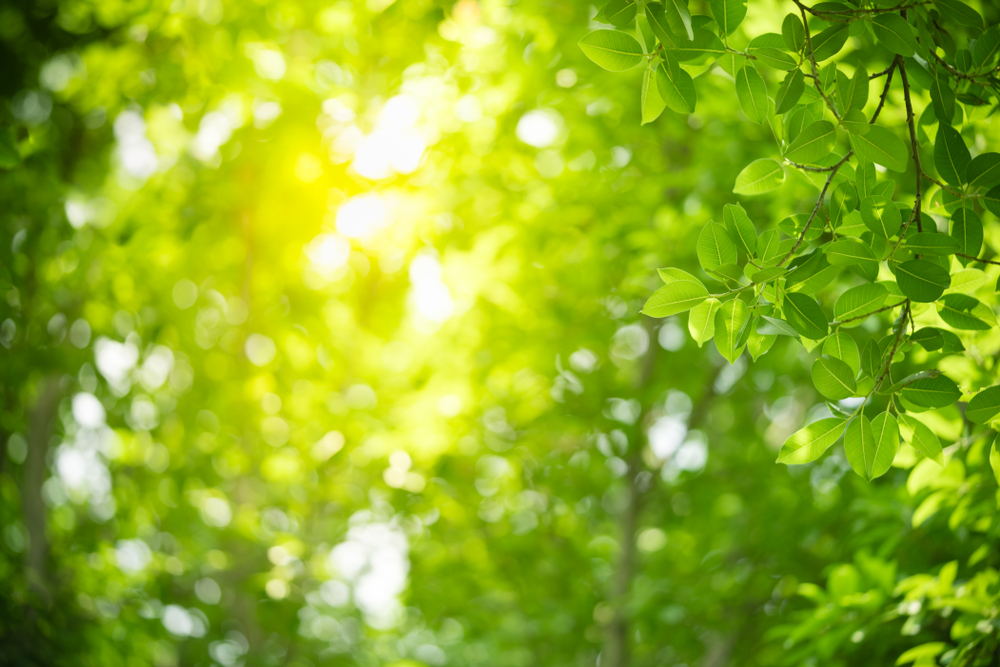 light shining through trees