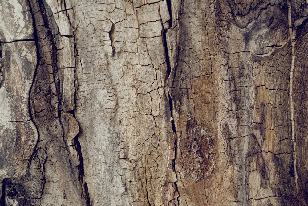 wood bark on a tree