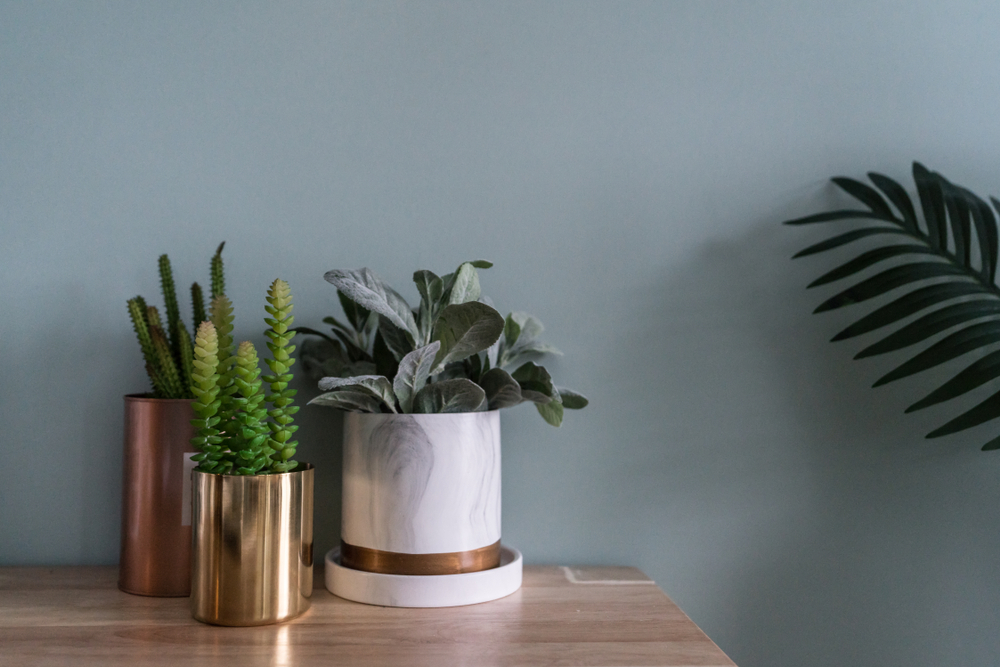potted indoor plants