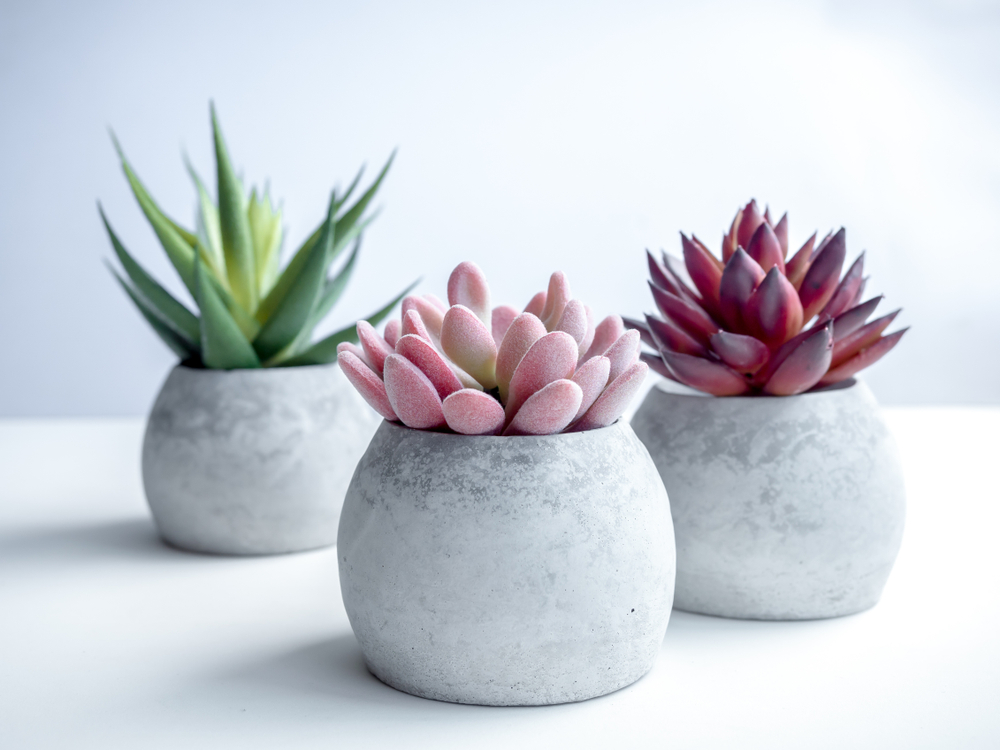 succulents in concrete planters