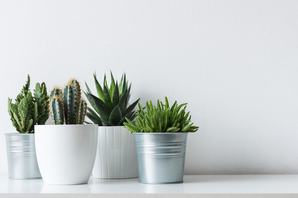 group of potted indoor plants